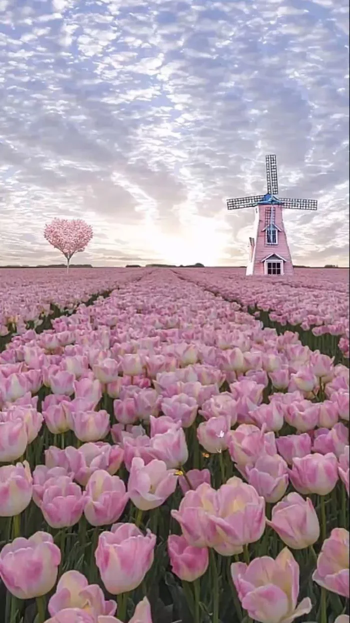 12 Hình chill Hình chill ý tưởng | hoa tulip, hình nền hoa, cánh đồng hoa  tulip