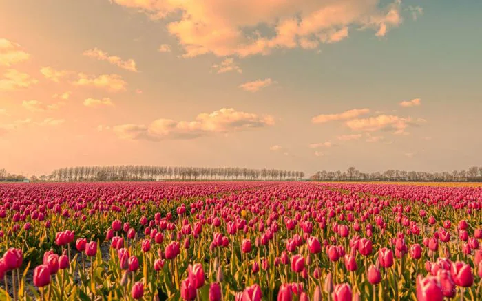 Tổng Hợp Hình Nền Hoa Tulip đẹp Nhất Năm 2025