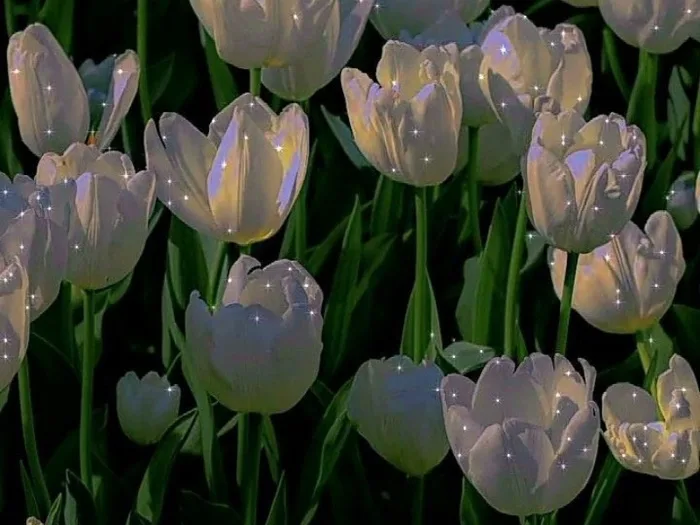 Tải 41+ hình nền hoa Tulip chill đẹp chất lượng 4K miễn phí