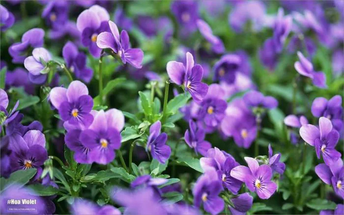 Hình ảnh, ý nghĩa hoa Violet – Sự rụt rè, thuỷ chung