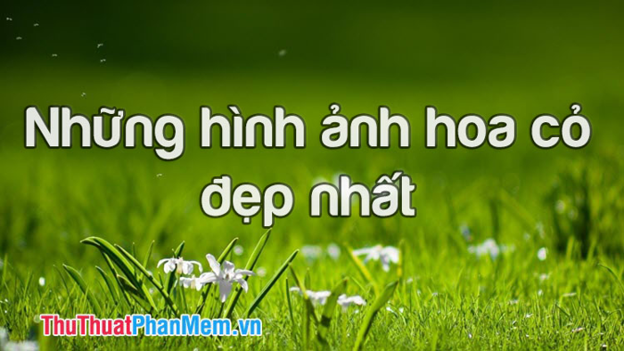 Những bức ảnh hoa cỏ đẹp nhất