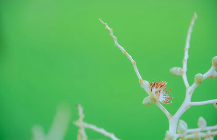 hình ảnh : cỏ, màu xanh lá, hoa, Chụp macro, Hệ thực vật, Đóng lên, thực  vật, Thân cây, Cây gậy, Chồi, chi nhánh, Mùa xuân, Hình nền máy tính  4256x2748 -
