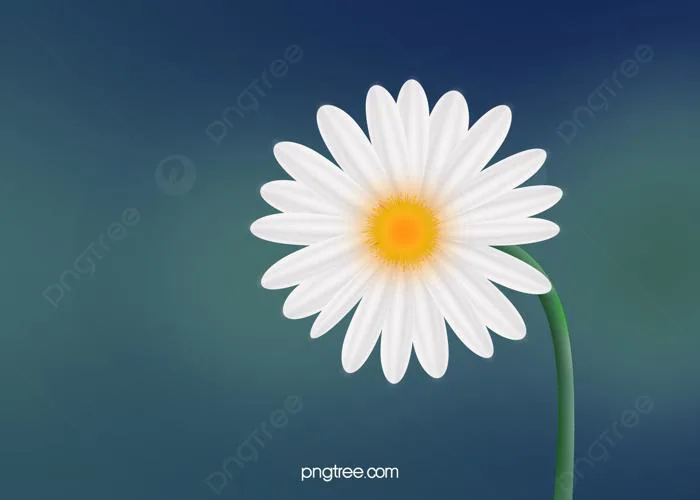 Hình nền Hoa Cúc Nền Hoa, Mùa Xuân, Hoa, Hoa Background Vector để tải xuống  miễn phí - Pngtree