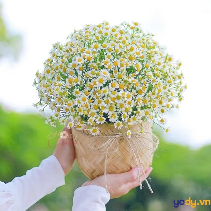 50 hình nền, hình ảnh cúc họa mi đẹp nhất 2024 | Yody