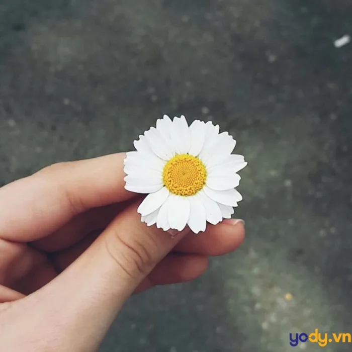 50 hình nền, hình ảnh cúc họa mi đẹp nhất 2024 | Yody
