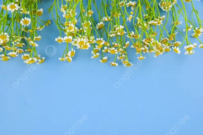 Hình ảnh Nền Hoa Cúc Họa Mi, Hoa Cúc Họa Mi Vector Nền Và Tập Tin Tải về  Miễn Phí | Pngtree