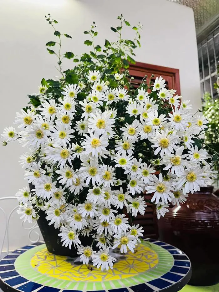 Hoa Cúc Họa Mi trắng hà nội - Công Ty TNHH Trúc Vũ Farm