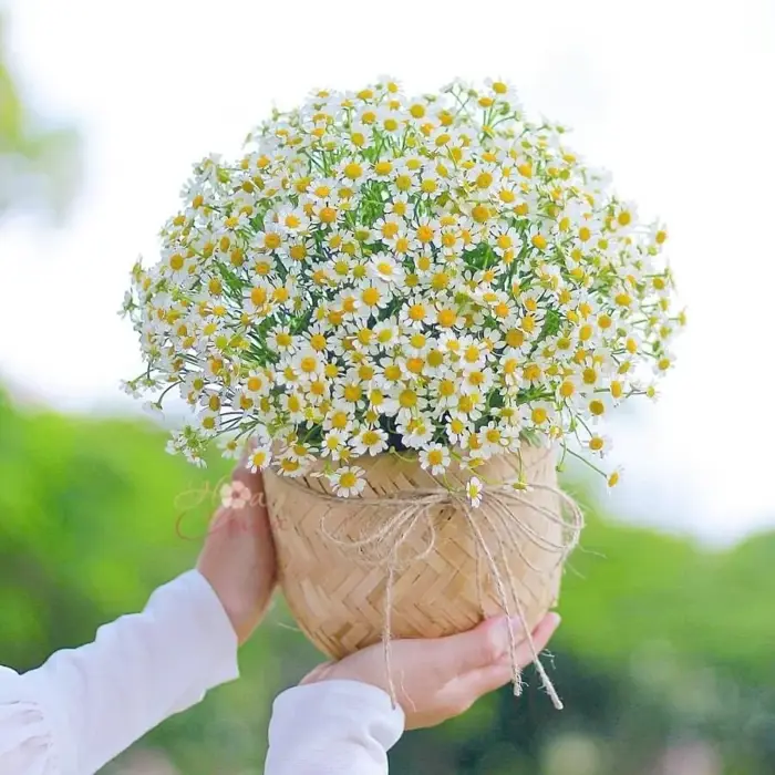 Cúc họa mi: Ý nghĩa trong tình yêu, cách trồng và chăm sóc