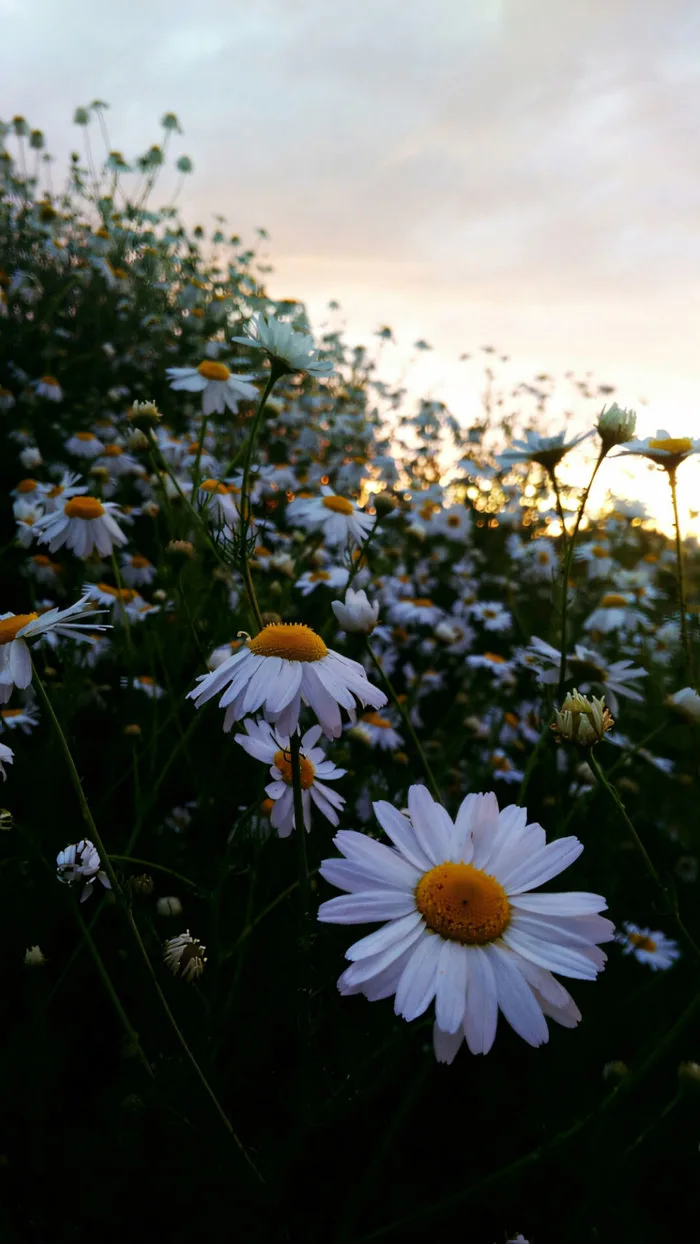 880+ Ảnh Hoa Cúc Họa Mi Buồn 🌼🍂💭, Avatar Facebook Hoa Cúc, Hình Nền Ảnh  Hoa Cúc Họa Mi