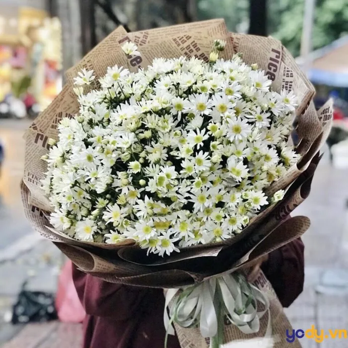 50 hình nền, hình ảnh cúc họa mi đẹp nhất 2024 | Yody