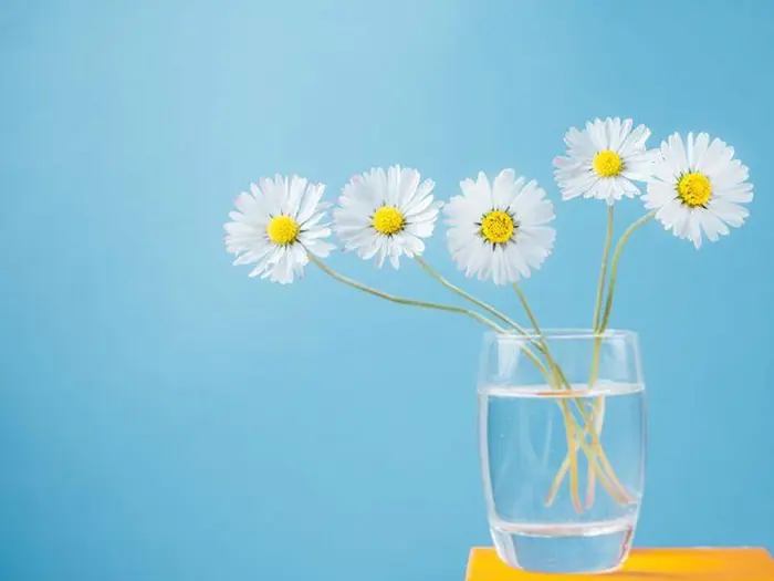 Tổng hợp bộ sưu tập hình nền hoa cúc hoạ mi đẹp ngất ngây