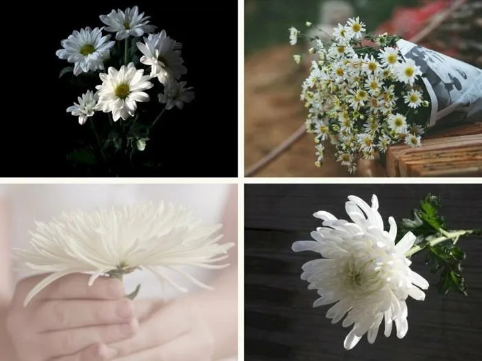 Ý nghĩa hoa cúc trắng đám tang, tải ảnh hoa cúc trắng chia buồn – Flosa