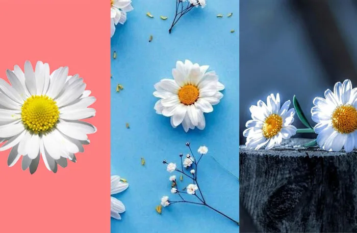 Top 100+ Hình nền hoa cúc trắng, họa mi, vàng, trắng nền đen đẹp nhất, độc  nhất, chất nhất hiện nay 2021 | Topshare.vn