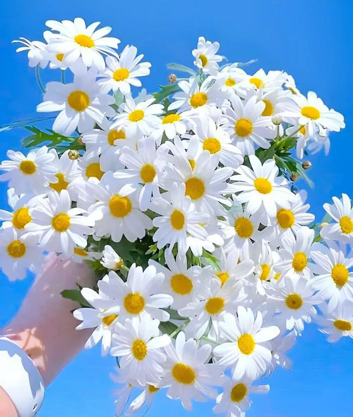5 loài cúc trắng đẹp say đắm lòng người: Họa mi bán rẻ như cho, cúc dại đắt  đỏ ngang hoa ngoại