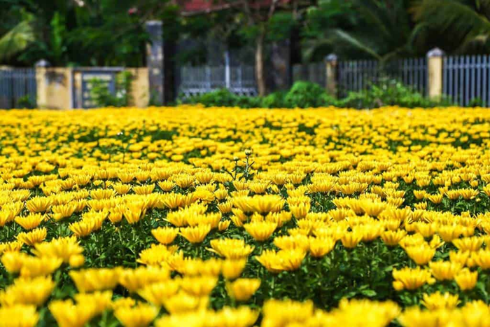 Nguồn Gốc, Đặc Điểm Và Ý Nghĩa Của Hoa Cúc Vàng | TIKI