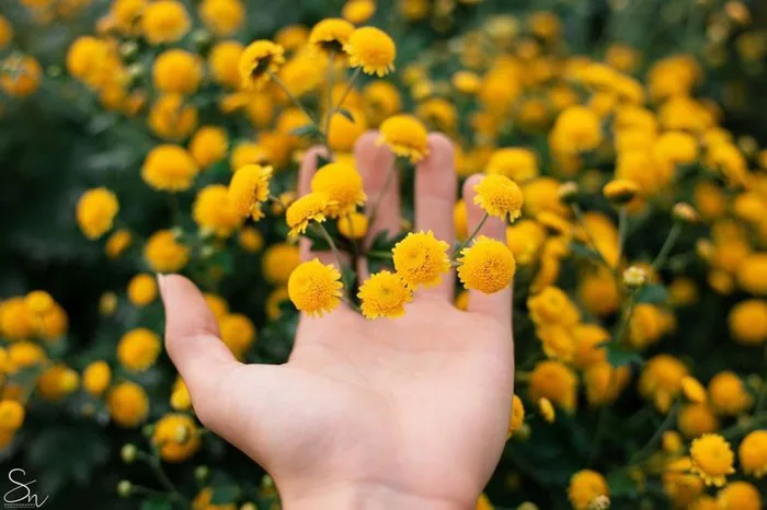 Chiêm ngưỡng một mùa hoa cúc chi như nắng vàng rượm, đẹp đến nao lòng ở  Hưng Yên