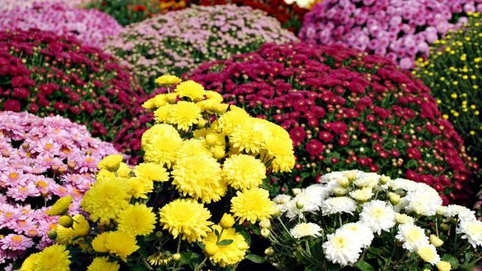 Bộ sưu tập 80+ hình ảnh hoa cúc đẹp nhất