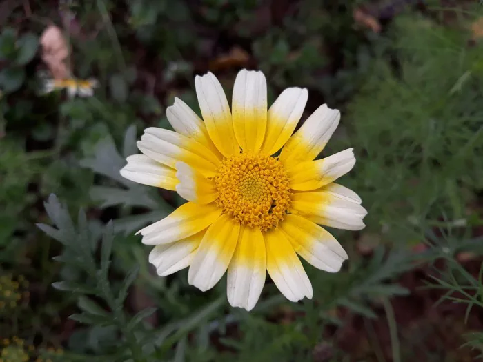4000+ Chrysanthemum & ảnh Hoa Cúc miễn phí - Pixabay