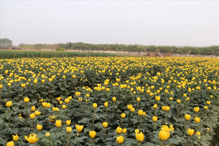 Sắc vàng ngập tràn làng hoa Tây Tựu