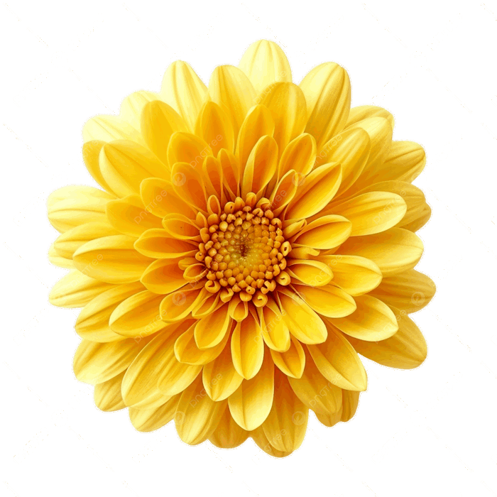 Hình ảnh Hoa Cúc Vàng PNG , Hoa Cúc, Hoa Màu Vàng, Trong Suốt PNG trong  suốt và Vector để tải xuống miễn phí
