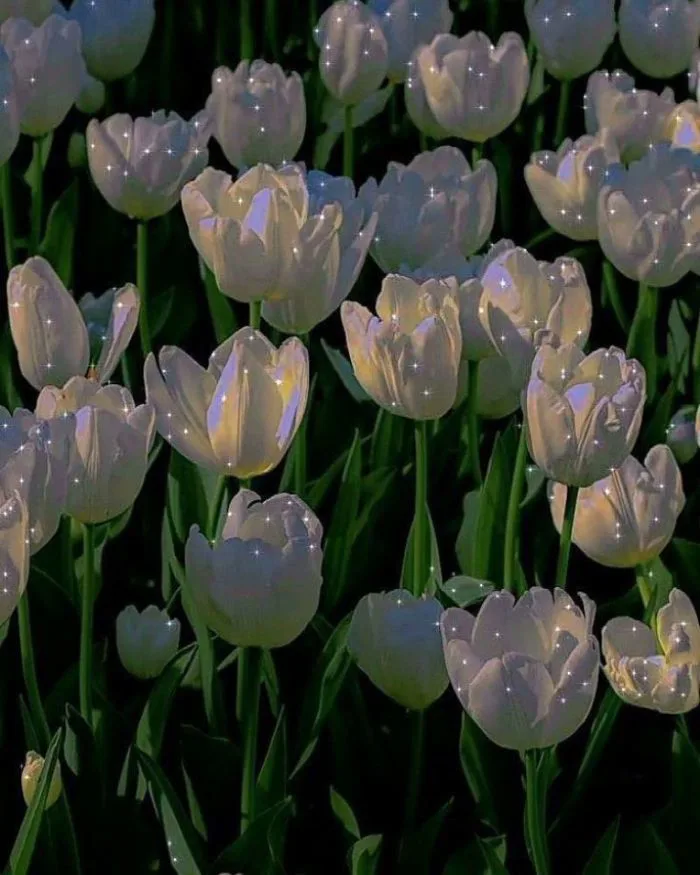 Tải 41+ hình nền hoa Tulip chill đẹp chất lượng 4K miễn phí