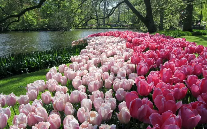 Top 50+ hình nền hoa tulip full HD 4K đẹp nhất hiện nay