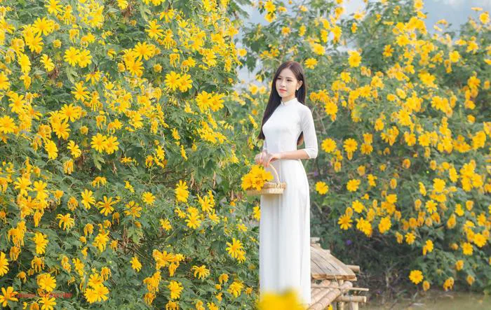 Dịch vụ chụp ảnh hoa dã quỳ Xuân Đỉnh