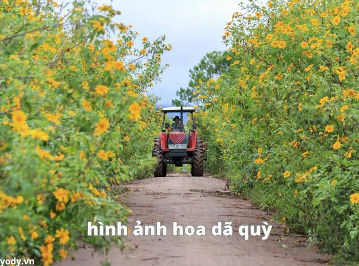 Ý nghĩa hoa dã quỳ & 50+ hình ảnh hoa dã quỳ đẹp nhất | Yody