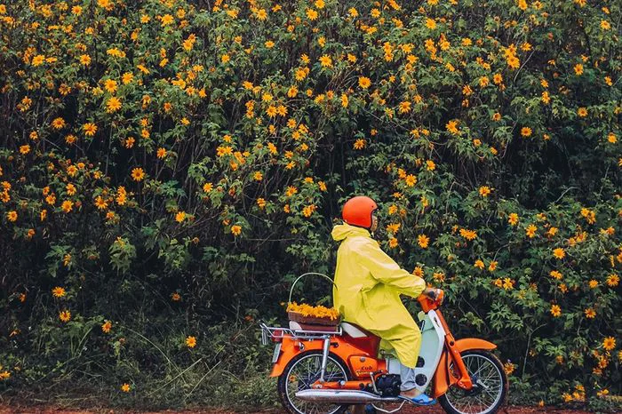 Hoa Dã Quỳ Đà Lạt: Ta có hẹn với tháng 10