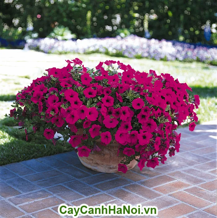 Tìm hiểu những thông tin về cây hoa dạ yến thảo | vuondung.vn