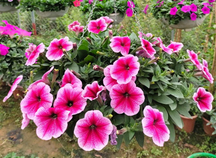 Hoa dạ yến thảo: Đặc điểm, ý nghĩa, cách trồng và chăm sóc