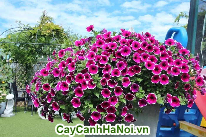 Tìm hiểu những thông tin về cây hoa dạ yến thảo | vuondung.vn