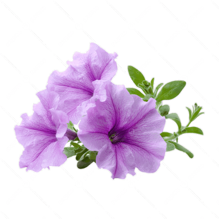 Hình ảnh Hoa Dạ Yến Thảo Cô Lập Trên Nền Trong Suốt PNG , Cây Dạ Yên Thảo,  Hoa, Hoa PNG trong suốt và Vector để tải xuống miễn phí