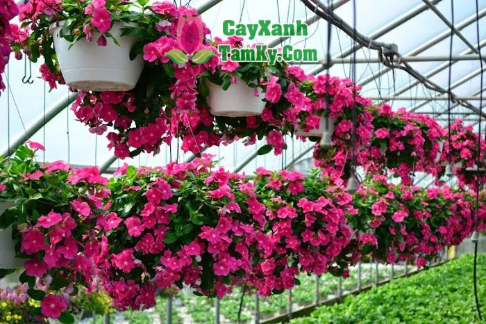 Cây hoa dạ yến thảo - Cây Xanh Tam Kỳ