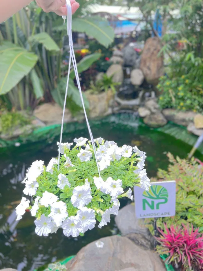 Dạ yến thảo