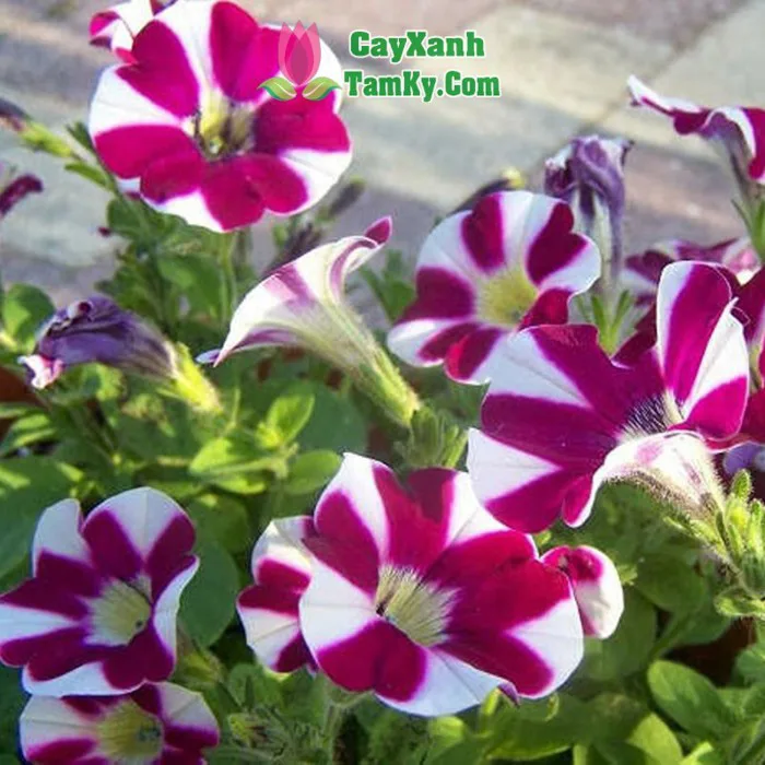 Cây hoa dạ yến thảo - Cây Xanh Tam Kỳ