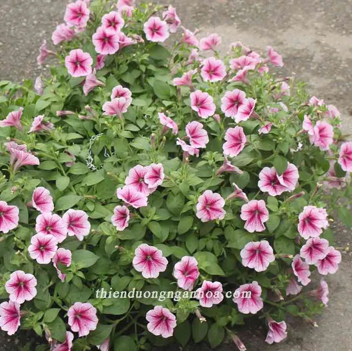 Hoa Dạ yến thảo siêu rủ, dạ yến thảo đứng, kép, dạ yến thảo f1