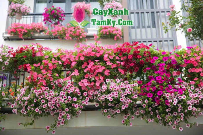 Cây hoa dạ yến thảo - Cây Xanh Tam Kỳ