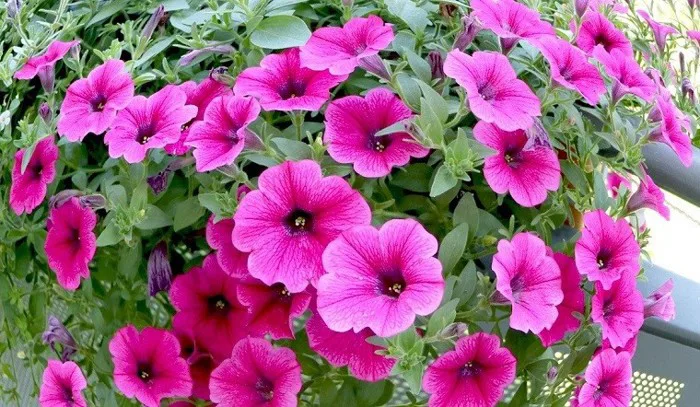 Hoa dạ yến thảo: Ý nghĩa, cách trồng và chăm sóc cho hoa nở đều, đẹp, bền  lâu