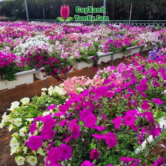 Cây hoa dạ yến thảo - Cây Xanh Tam Kỳ