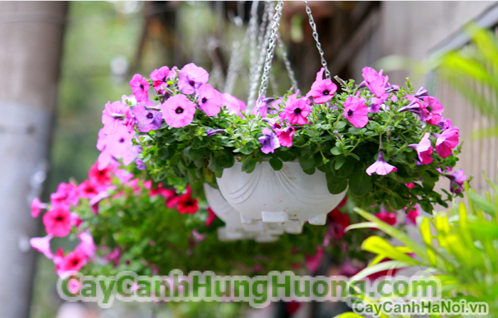 Hoa dạ yến thảo - Cây hoa ban công phù hợp với mọi không gian kiến trúc