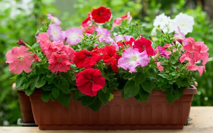 Hoa dạ yến thảo: Ý nghĩa, cách trồng và chăm sóc cho hoa nở đều, đẹp, bền  lâu