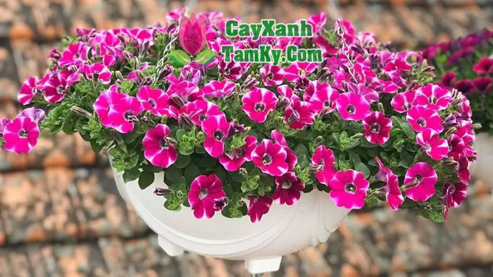 Cây hoa dạ yến thảo - Cây Xanh Tam Kỳ