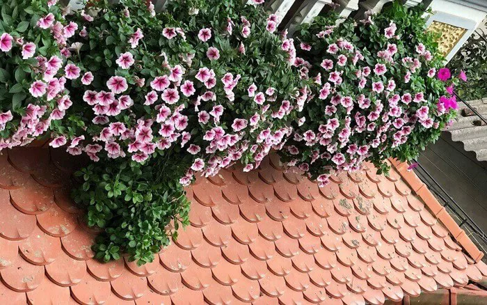 Hoa dạ yến thảo: Ý nghĩa, cách trồng và chăm sóc cho hoa nở đều, đẹp, bền  lâu