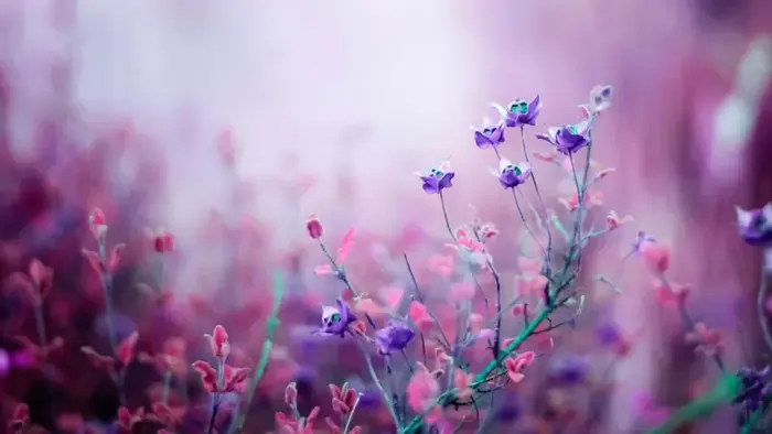 Bộ sưu tập 60 ảnh background hoa dại chuẩn HD đáng tải về