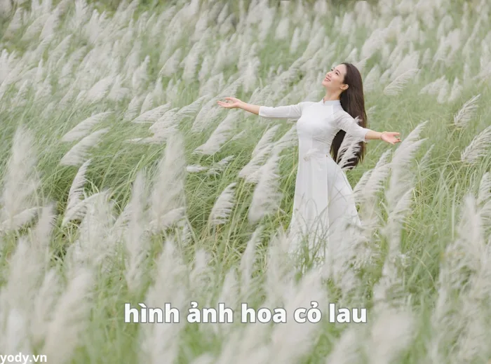 99+ hình ảnh hoa cỏ lau đẹp nhất, không nên bỏ lỡ | Yody