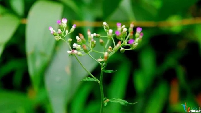 Hình nền những loài hoa dại nhỏ bé cực đẹp