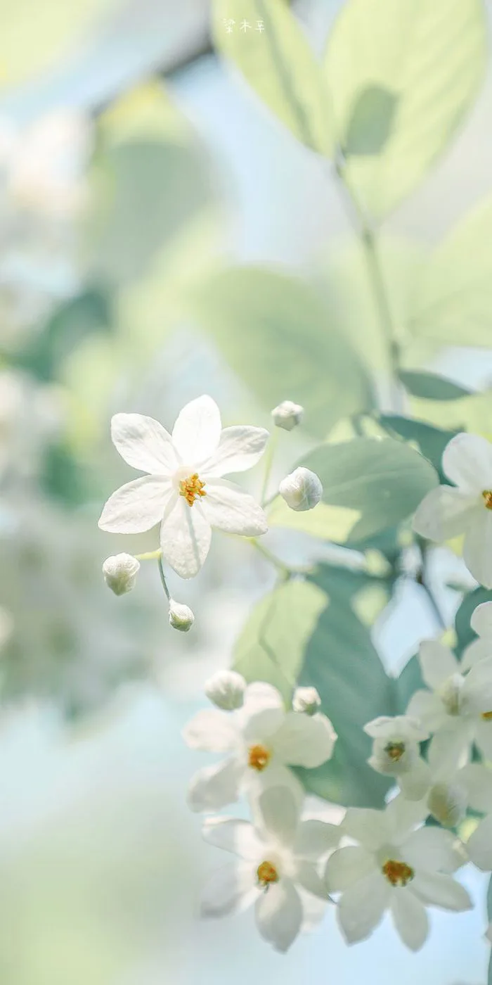 White Flowers Background Wallpaper | Hoa dại, Hình nền hoa, Anh đào