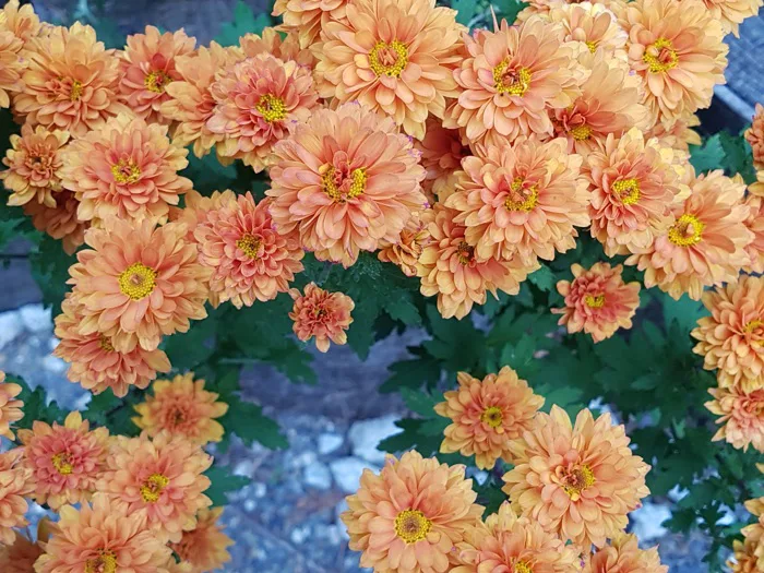 hình ảnh : thực vật, Cánh hoa, Mùa thu, Thực vật học, Hệ thực vật, Hoa dại,  Asteraceae, Hoa cúc, Trồng hoa, Hoa mùa thu, Hình ảnh miễn phí, Hoa hình nền ,