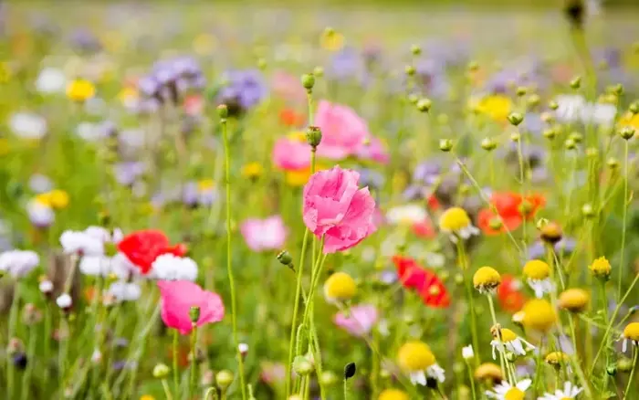 Bộ sưu tập 60 ảnh background hoa dại chuẩn HD đáng tải về